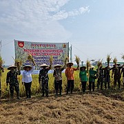 Kodim Pekalongan Sukses Panen Padi di Lahan Tidur Berkat Pupuk Cair Organik Extragen