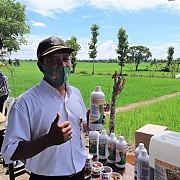 Wow, Ternyata Urine Sapi Bisa untuk Basmi Hama Tikus