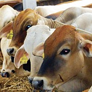 Fokus Peternakan PT Berdikari Lepas Logistik Dan Furniture