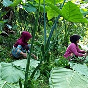 Genjot Pertumbuhan Ekonomi dari Budidaya Umbi dan Daun Talas Beneng