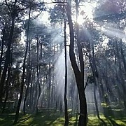 Jelejahi Keindahan Hutan Pinus Purwakarta di Wisata Alam Pasir Langlang Panyawangan