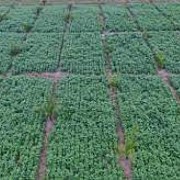 Kembangkan Industri Kedelai dengan Pemilihan Varietas Unggul yang Tepat