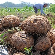 Menggali Potensi Bisnis Porang