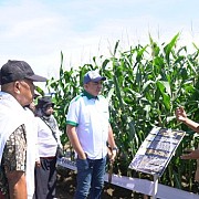 Syngenta Indonesia Luncurkan Benih Jagung Bioteknologi Pertama Di Indonesia