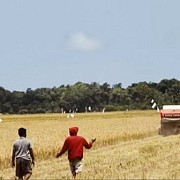 Hasil Panen Padi Food Estate di Sumba Tengah Naik
