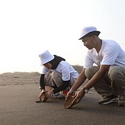 Penyu-lamat 2025: Aksi Sukarelawan Karyawan Telkom Edukasi Sampah dan Konservasi Penyu di Pantai Pelangi Yogyakarta