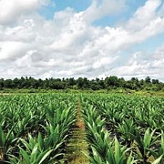 Harapan GPPI, Harga TBS Sawit Kembali Merangkak Naik