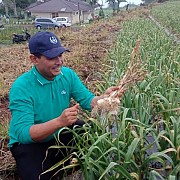 Perluas Sentra Produksi, Kementan Dorong  Sukabumi Kembangkan Bawang Putih