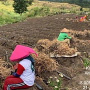 Investasi Milyaran Rupiah, Tanam Bawang Putih Pasti Untung