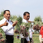 Ketua ABMI: Amran Sukses Membalikan dari Impor menjadi Ekspor Bawang Merah