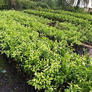 Jeruk Sambas Makin Berkembang, Kementan Targetkan Fasilitasi Hulu Hingga Hilir