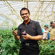 Tidak Terpengaruh Kekeringan, Petani Cabai di Cianjur dan Sukabumi Mampu Pasok Jakarta 10 Ton Per Hari