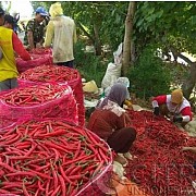 Wacana Buka Keran Impor Dinilai Ciderai Petani Cabai