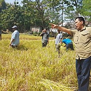 Bulog Dukung Pembangunan Proyek Food Estate  di Kalimantan Tengah