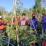 Jano Panen Perdana Tomat Pada Hari Ulang Tahunnya