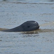 Wujudkan SDGs, Pertamina Lestarikan Pesut Mahakam Melalui Program Konservasi Endemik