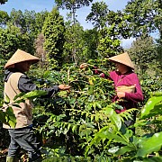 PLN Indonesia Power Hadirkan Kopi Terbaik di Ajang Otomotif Terbesar Indonesia