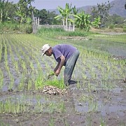 Terima Kasih Petani Jatim Sambut Tambahan Pupuk Subsidi 28 Triliun
