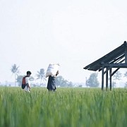 Pemerintah Daerah Aceh dan Petani Sambut Gembira serta Terimakasih atas Tambahan Alokasi Pupuk Subsidi