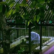 Jejak Sunan Nyamplungan di Karimunjawa