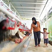 Bantu Ekonomi dan Pangan, PNM Bagikan 240 Ekor Ayam