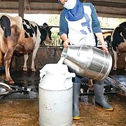 PLN Dukung Kemandirian Peternak Boyolali Lewat Listrik Andal di Momen Hari Lahir Pancasila