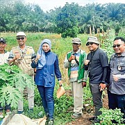 Kebangkitan Petani Muda Menuju Kemandirian Pangan