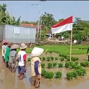 Cara Unik Petani Pekalongan gelar Upacara Bendera di Tengah Sawah