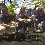 Pegadaian Dukung PNM Balikpapan Tanam 5 Ribu Mangrove di SPI Lamaru