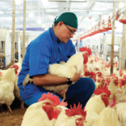 Strategi PT Berdikari Melompat Tinggi