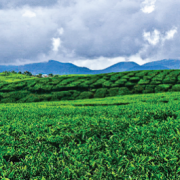 Komitmen GPPI Jawa Timur Meningkatkan Perekonomian Jawa Timur Lewat Perkebunan