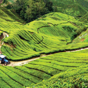 Belum Selesai Soal HGU, Kewajiban 20 Persen Beratkan Pengusaha