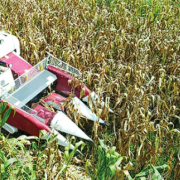 Ragam Upaya Ditjen Psp Kementan Dongkrak Produksi Padi