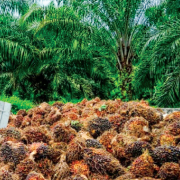 GAPKI Melawan Tekanan EUDR