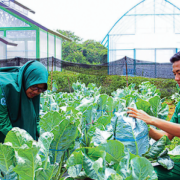Potret Polbangtan Bogor Godog Tenaga Andal Dan Teknologi Pertanian