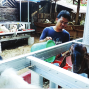 GELIMANG RUPIAH PETERNAK MUDA MILENIAL