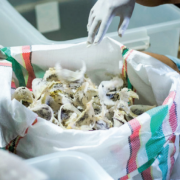 Perjuangan ESTA Indonesia Ekspor Sarang Burung Walet