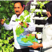 CARA KALSEL Pertahankan Produktivitas Pertanian Saat Pandemi