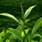 Mengangkat Citra Teh Indonesia