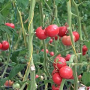 Pupuk Cair ExtraGen Bantu Petani Hortikultura Cianjur Tetap Exis di Tengah Pandemi