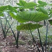 Talas Beneng Masuk Produk Ekspor Unggulan Kabupaten Pandeglang