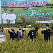Petani Cilacap Berhasil Panen Padi Program Kementan