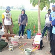Kementan Amankan Produksi Padi dari Serangan Penggerek di Subang