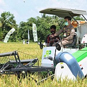 Produksi Beras 2020 Capai 31,63 Juta Ton, Naik Signifikan Dibanding 2019