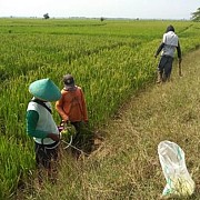 Begini Cara Aman Kendalikan Hama Tikus Ala Kementan