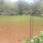 Tanaman Padi Palawija di Gunungkidul Mulai Menghijau