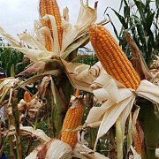 Kembangkan Program Tanam Jagung Panen Sapi, Kupang Pacu Produksi