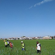 Gunakan Agens Hayati, Petani Bojonegoro Mampu Atasi Serangan WBC
