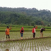 Kementan Dorong Diseminasi Teknologi Peramalan OPT di Kaltara