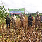 Dukung Kementan, Kabupaten Gunungkidul Targetkan Tanam Kedelai Varietas Unggul